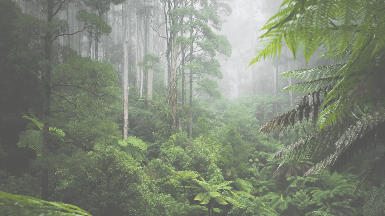 Dense rainforest.