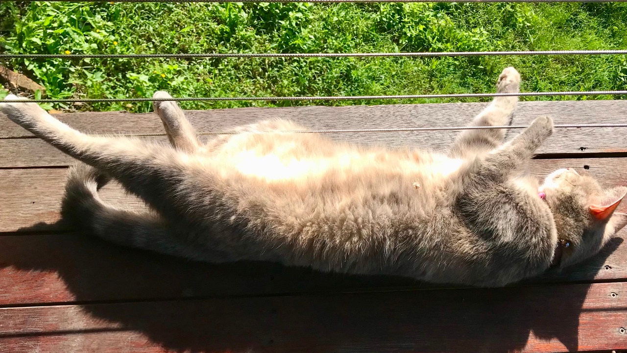 cat lying on side in sun