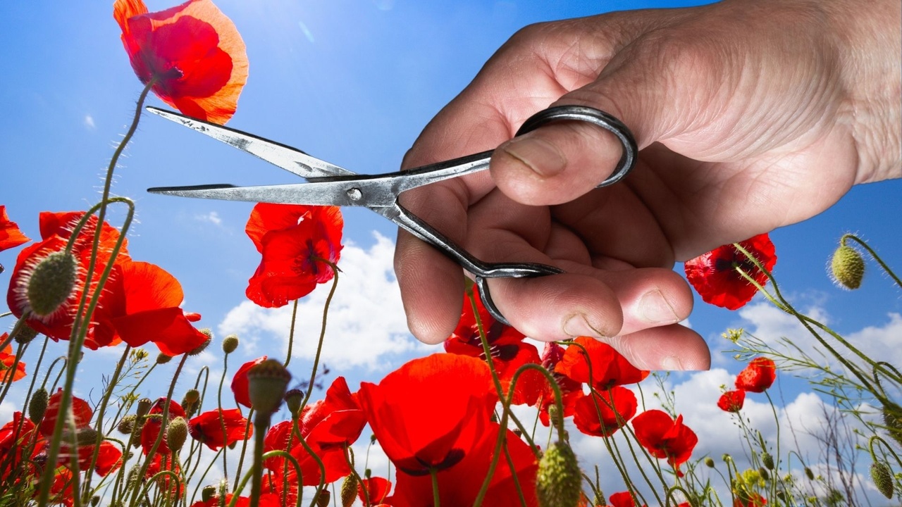 A Tall Poppy Surrounded by Wilting Violets