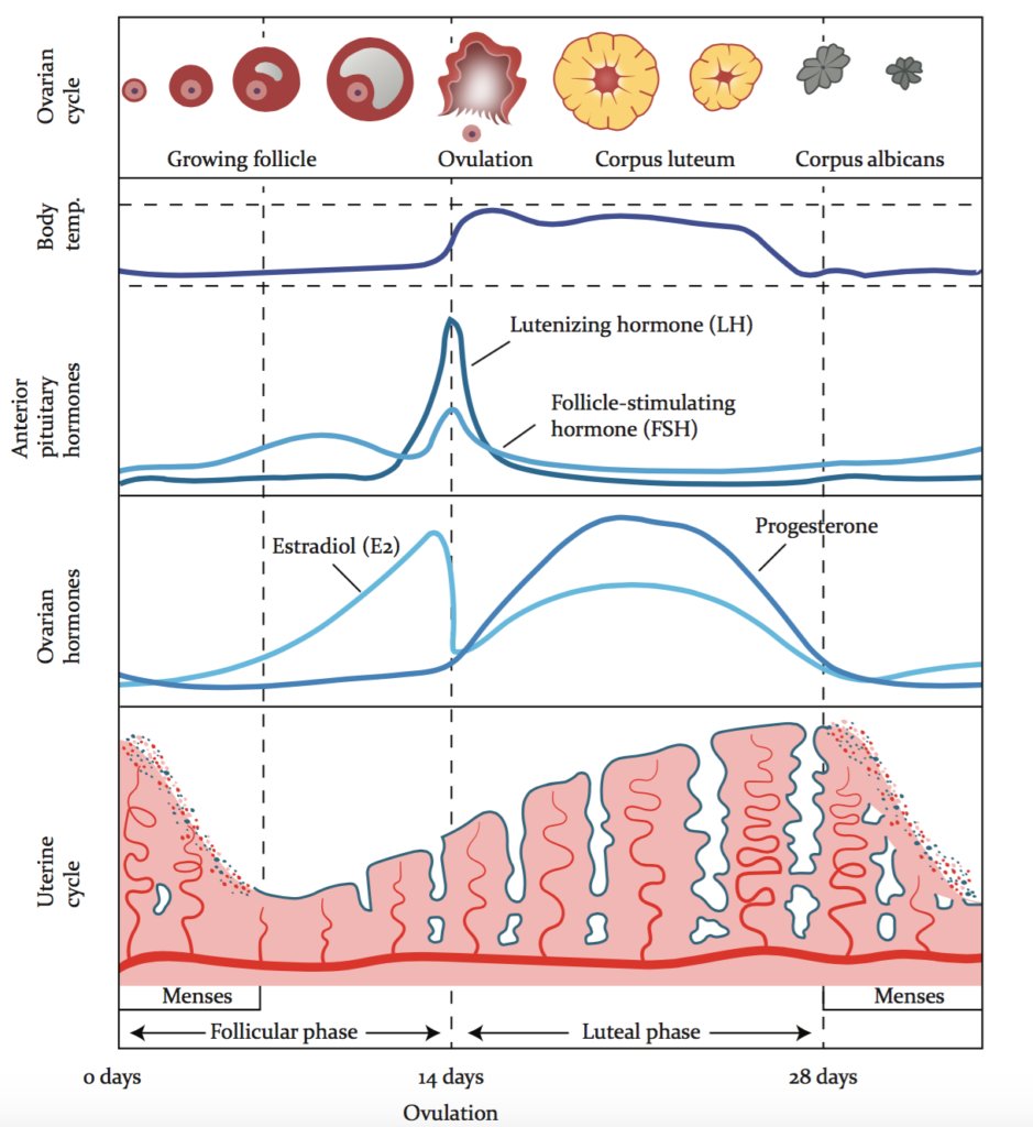 Mean DPOAEs of twenty healthy female in follicular-luteal phase