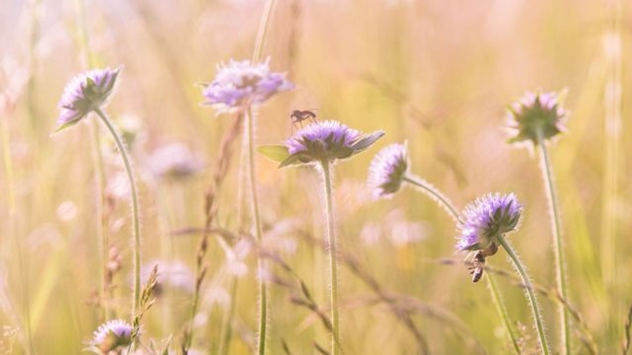 field of flowers