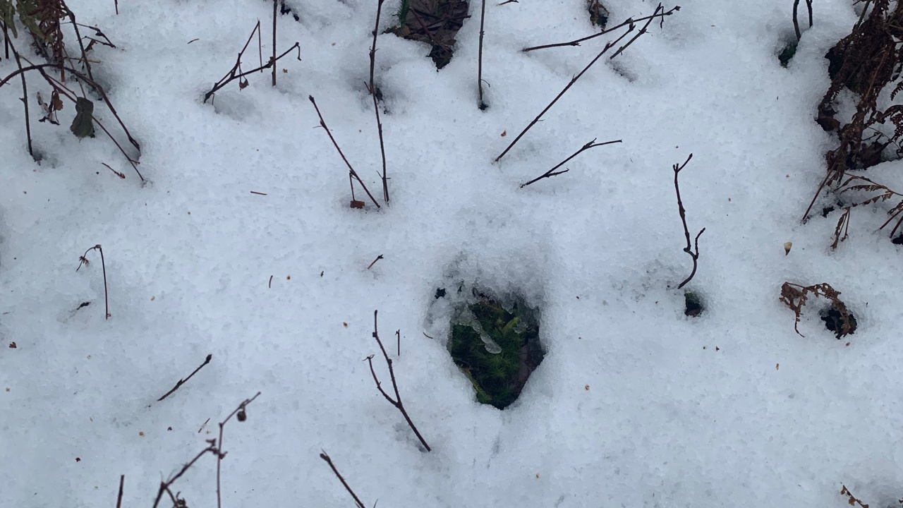 Deer track in snow