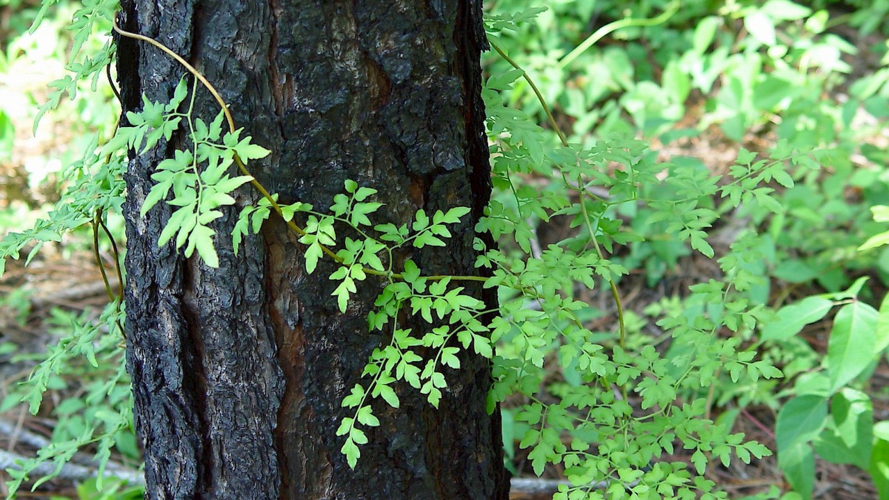 Are Climbing Vines Bad For Your House?