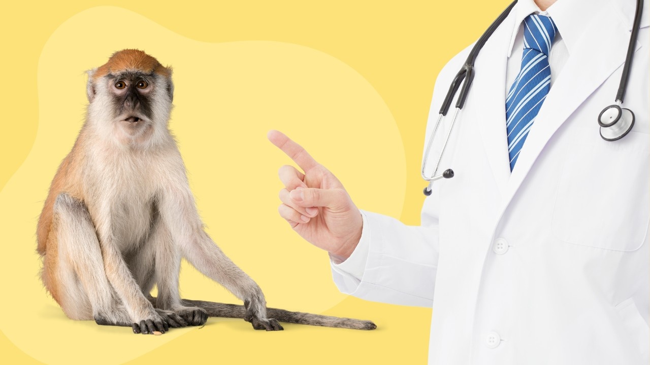 A monkey sitting next to a doctor pointing a finger on a yellow background.