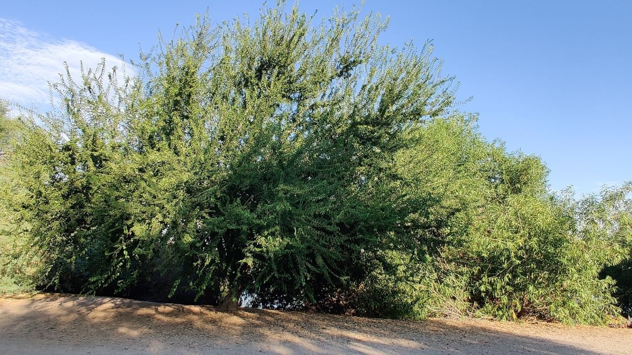 Netleaf Hackberry Tree Edible Uses