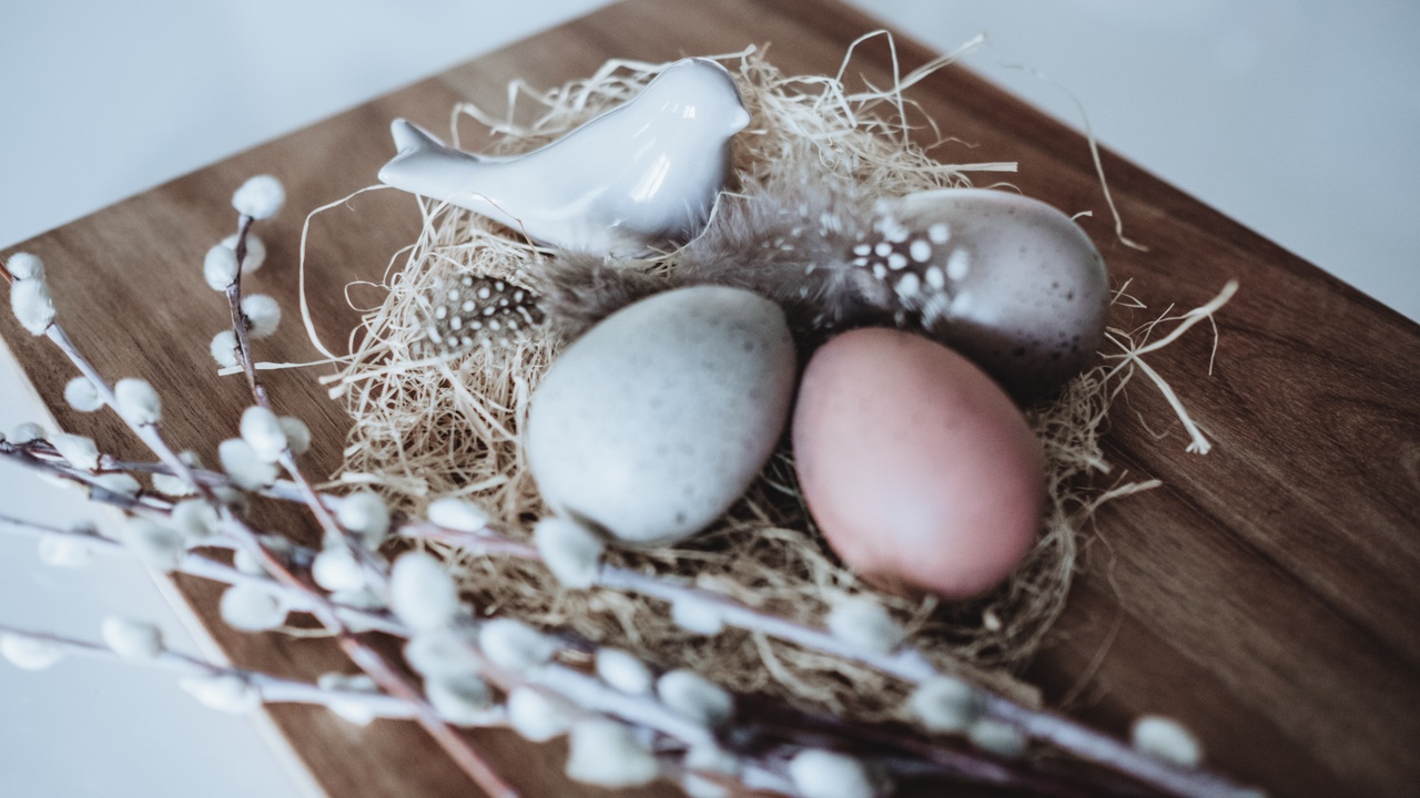 egg nest with egg and birds