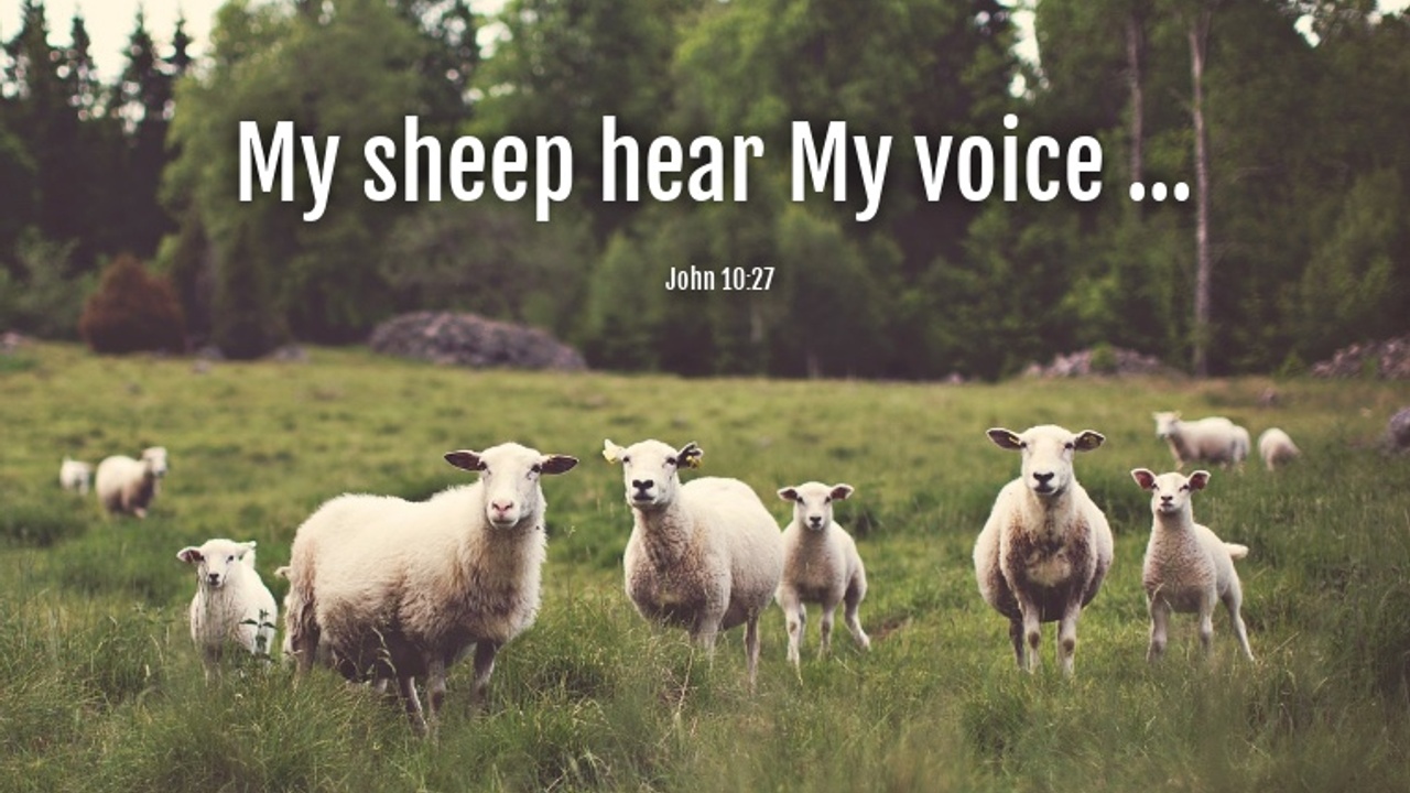 His sheep hear His voice