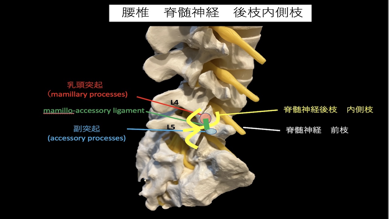 内側枝ブロック後の痛みの原因
