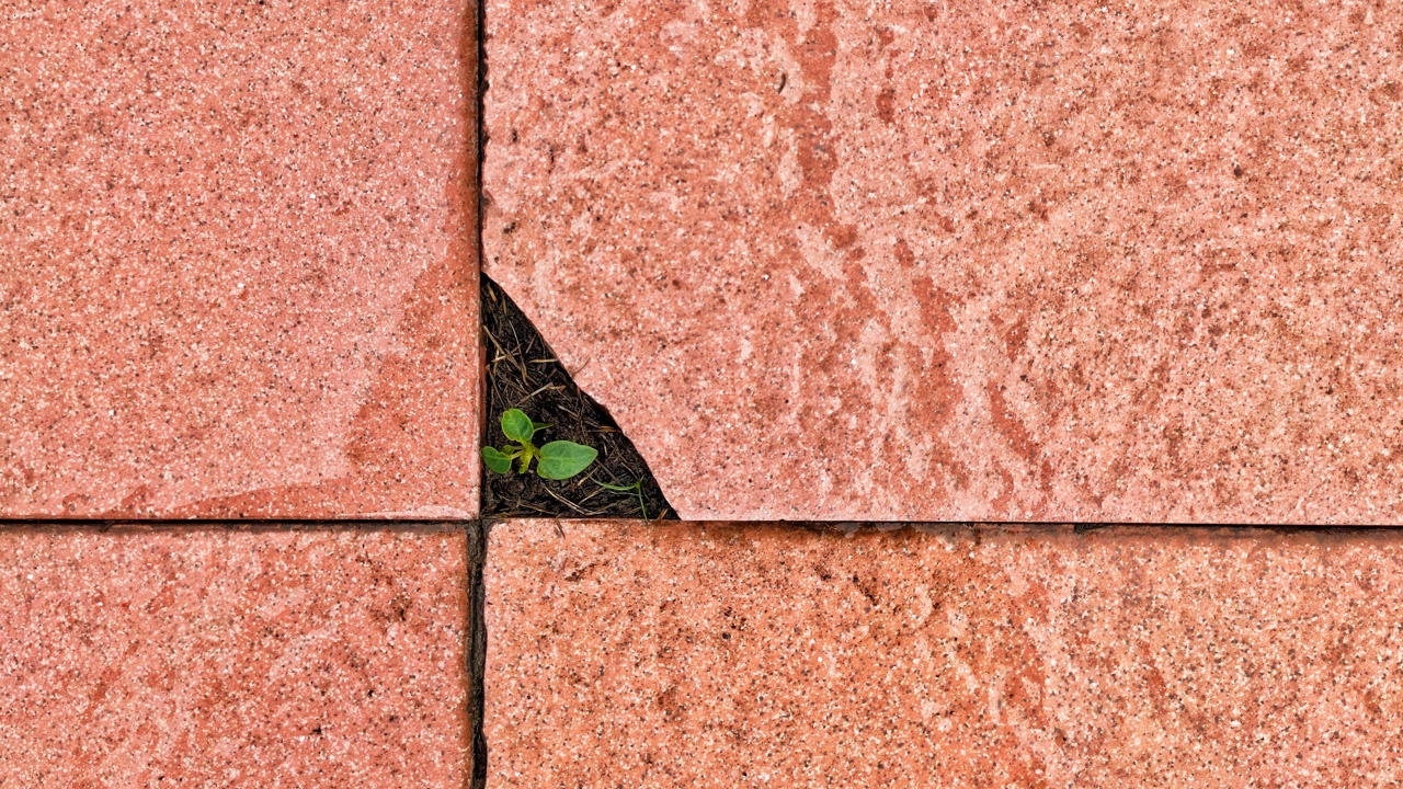 Plant growing out of cracked brick path