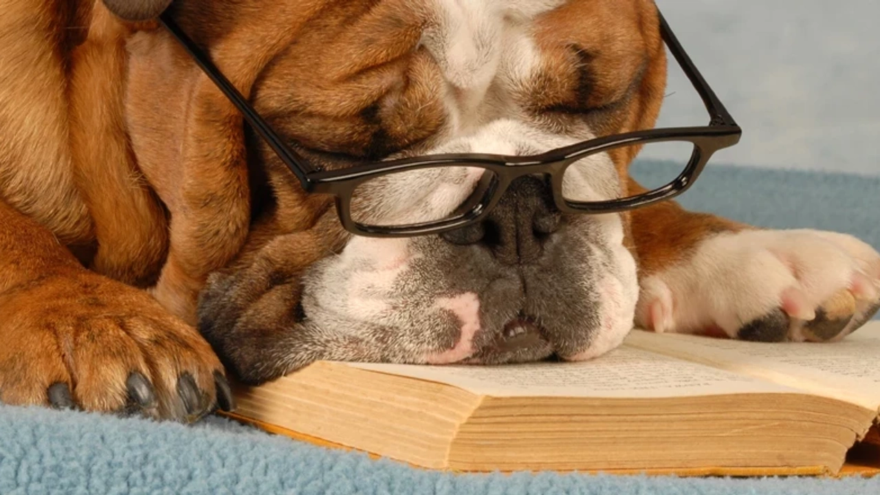 sleeping-dog-in-the-book