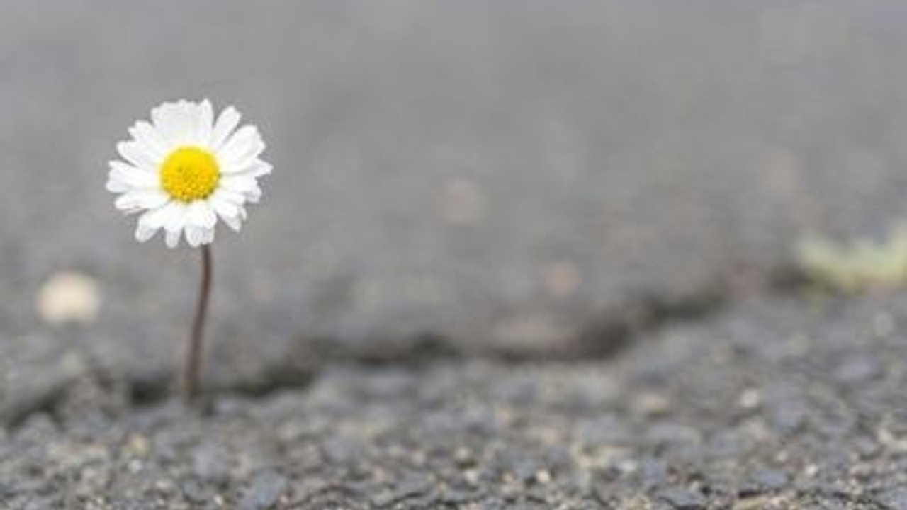 The Meaning of Resilience