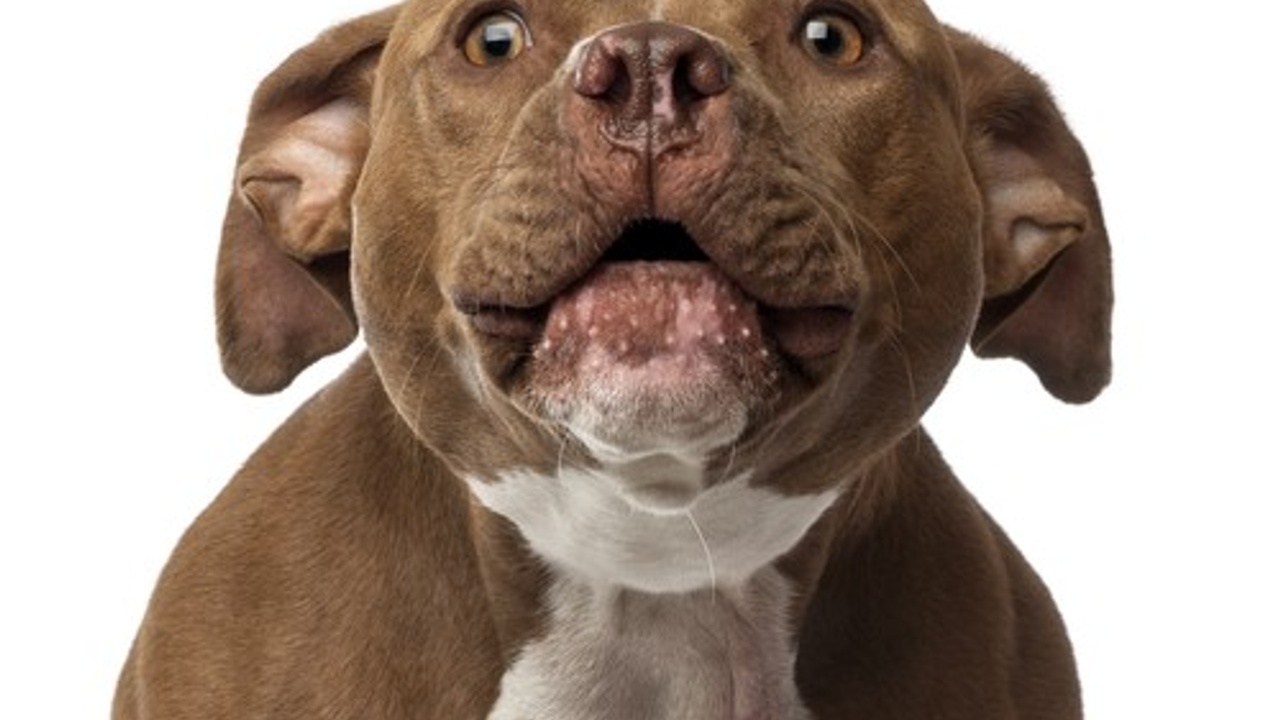 A black and white dog barking with it's ears pulled back.