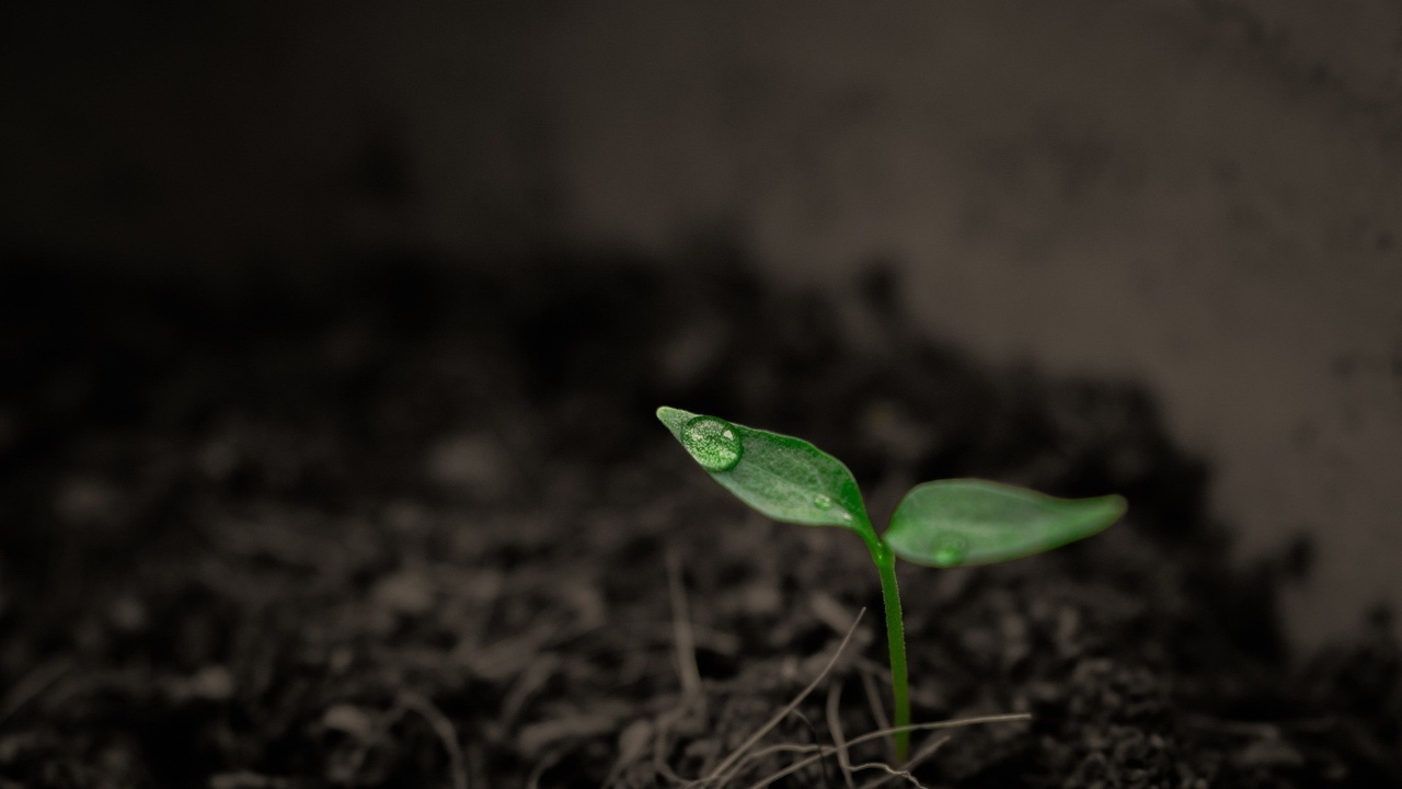 A seedling growing out of soil