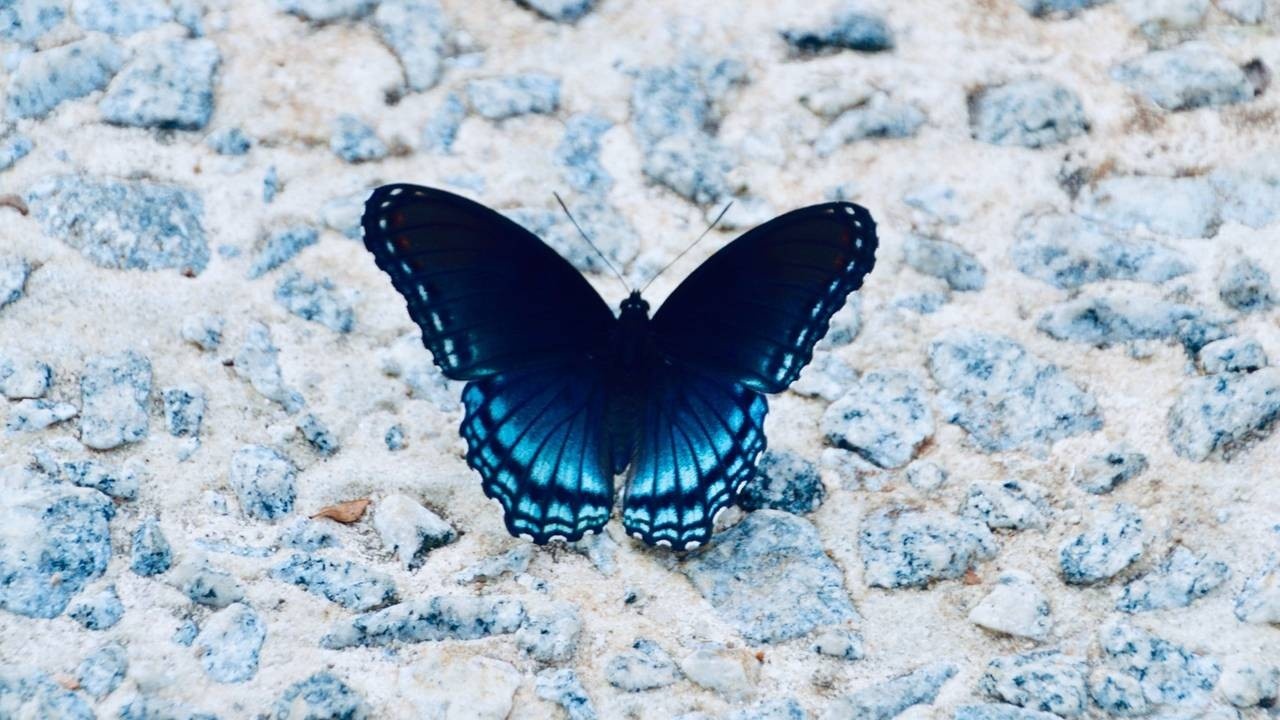 A black, blue and white butterfly rests on a white sandy beach with turquoise rocks