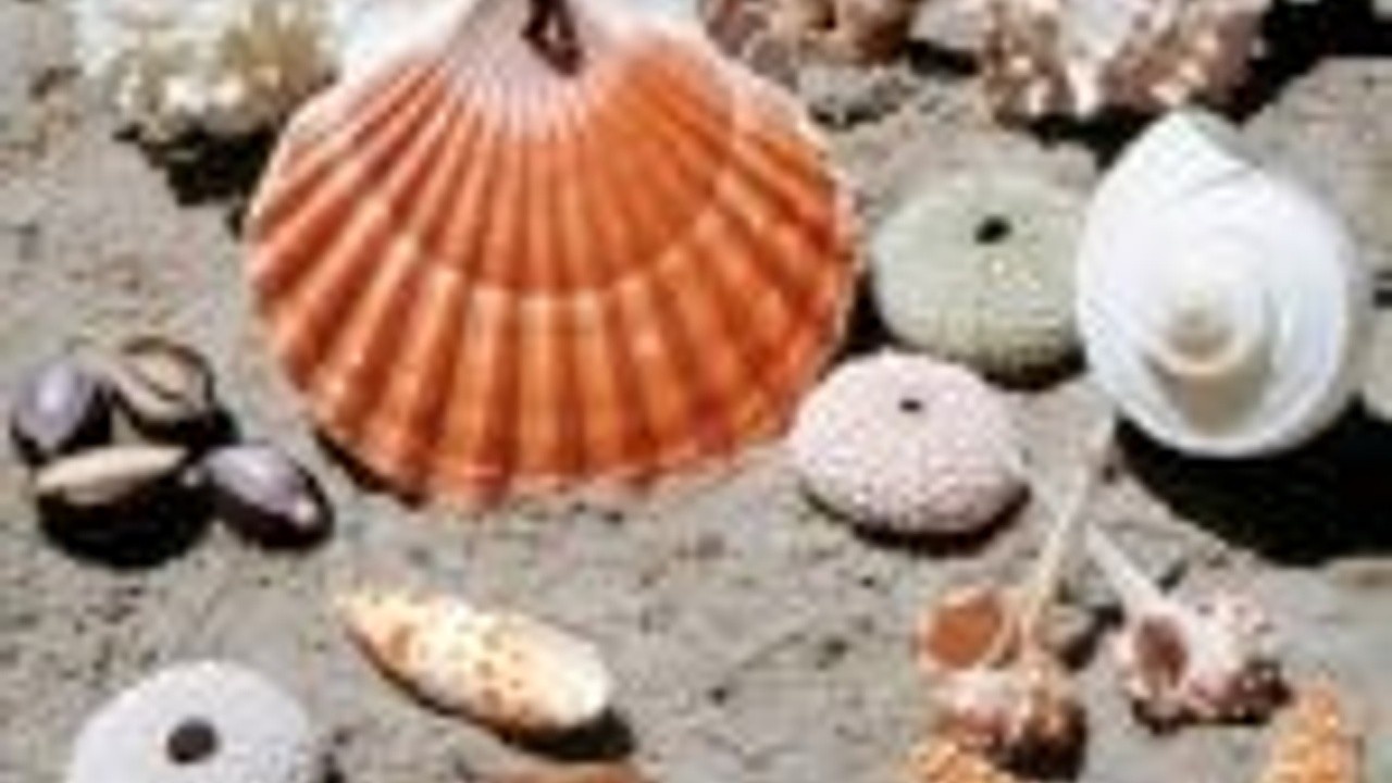 A close-up image of a beach with seashells which is the cover Amulet The Pagan Choir's Album 