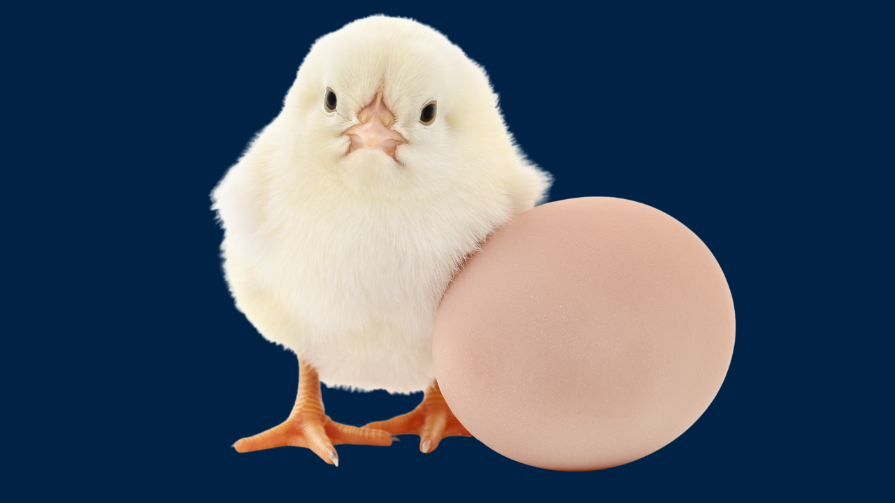 Leadership Communication Confidence compared to the Chicken & Egg Paradox