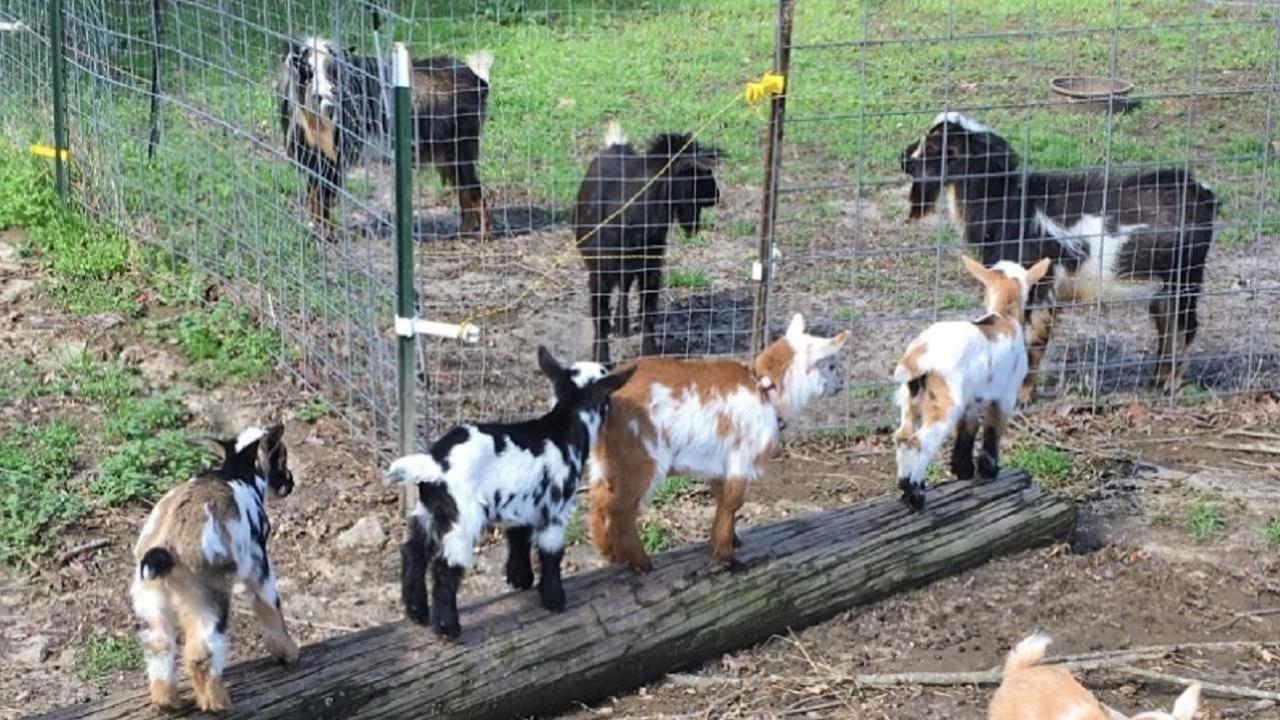 Using a Kiddie Pool as a Birth Pool - They're Not Our Goats