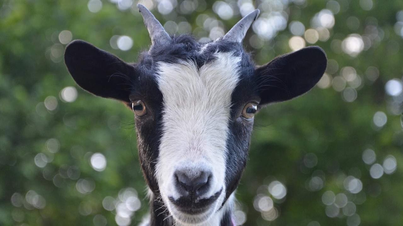 Goats - Facts, Diet, Milk & Habitat Information