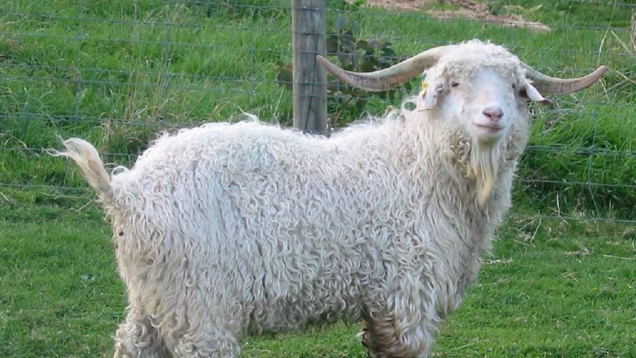 Australian Cashmere Goat