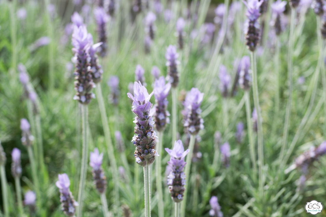 How to Plant, Grow and Care for Lavender