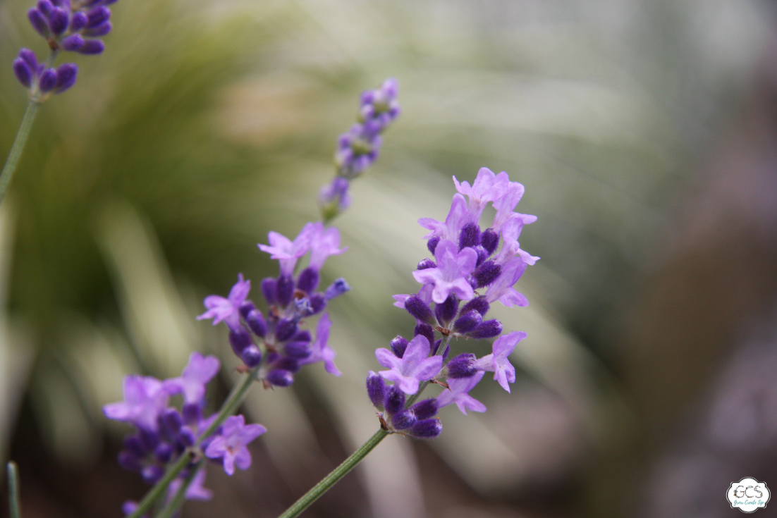 English lavender – Growing and Care