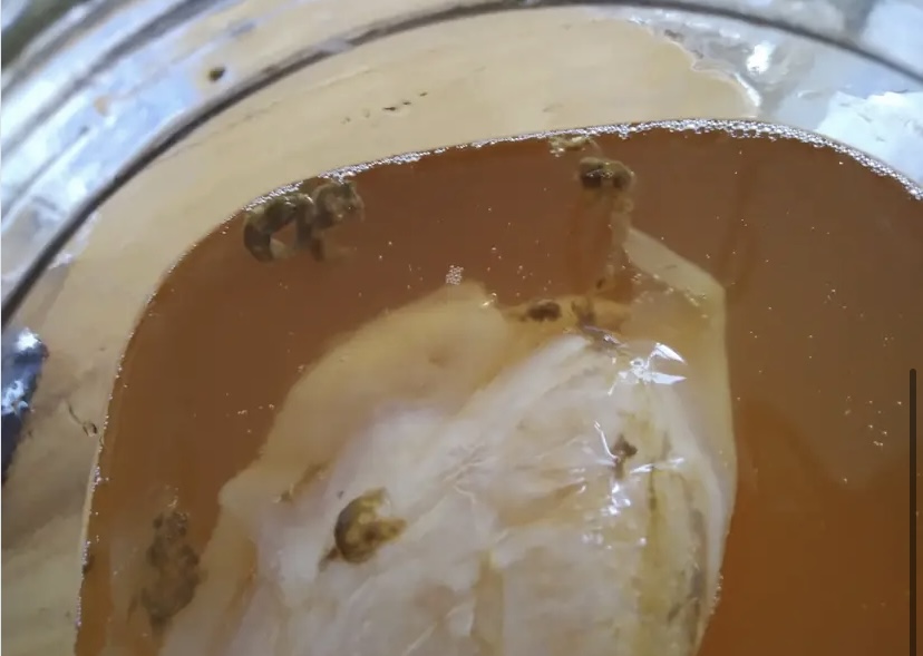 Thin SCOBY - Why is My Kombucha SCOBY Thin? - Bucha Brewers