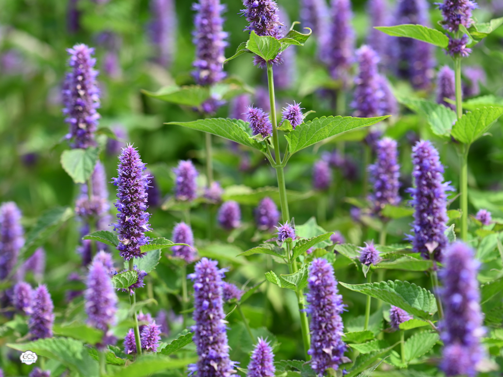 12 Lavender Companion Plants (& 4 Plants To Grow Nowhere Near)