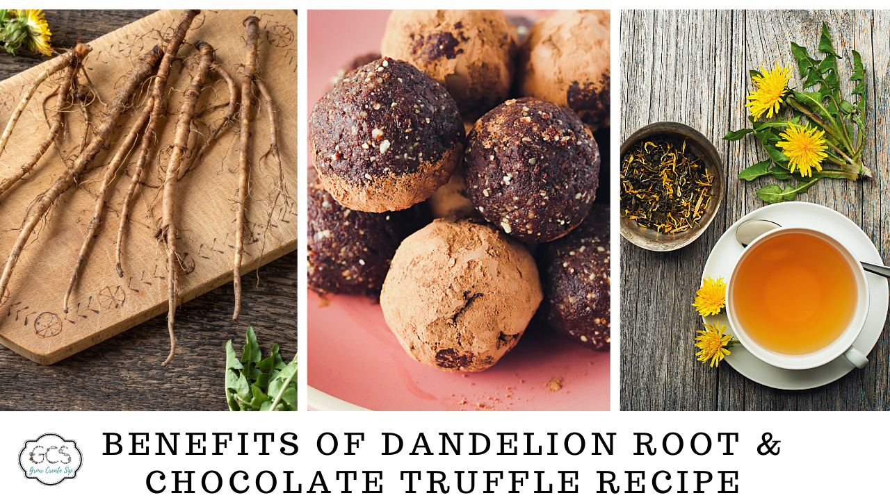 Benefits of dandelion root and chocolate truffle recipes