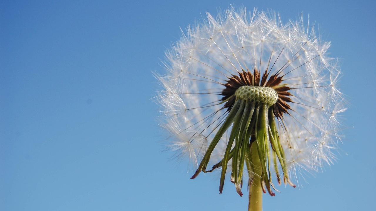 A dandelion against blue sky