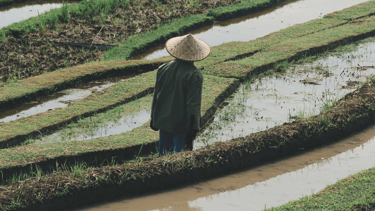 Rice field in Bali