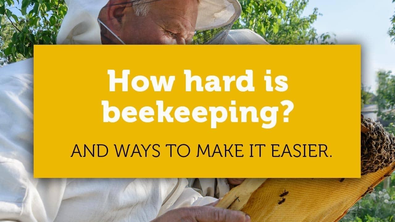 how hard is beekeeping title image