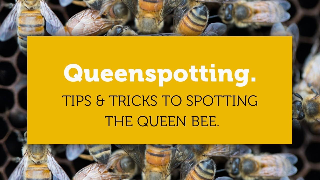 It's Good to Be the Queen - Or Is It? Keeping Backyard Bees