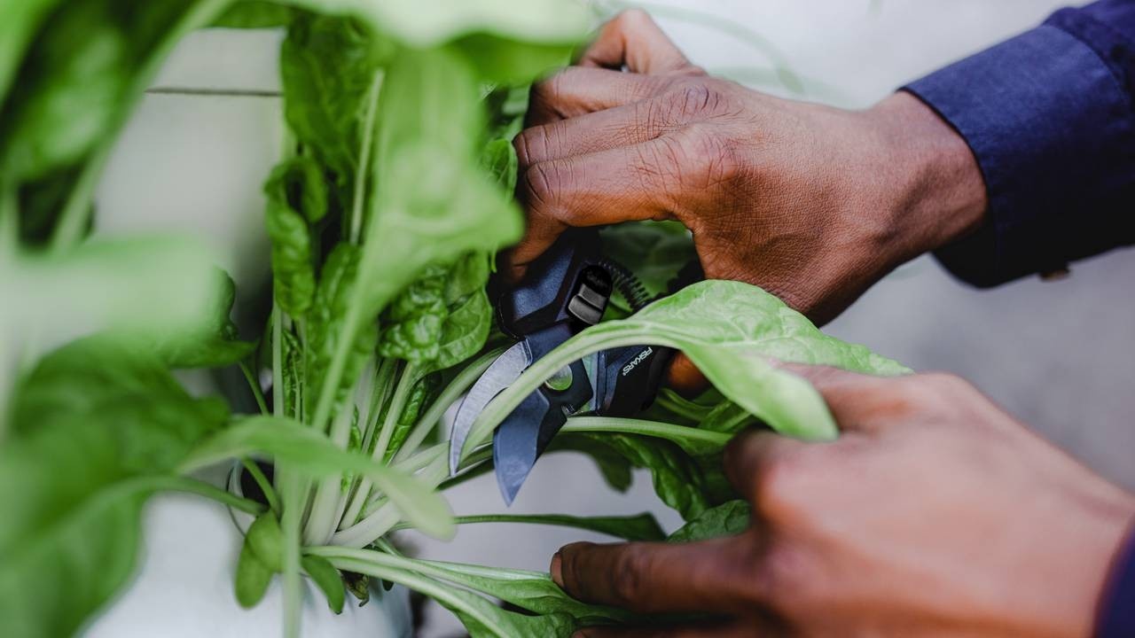 Hands pruning greenery