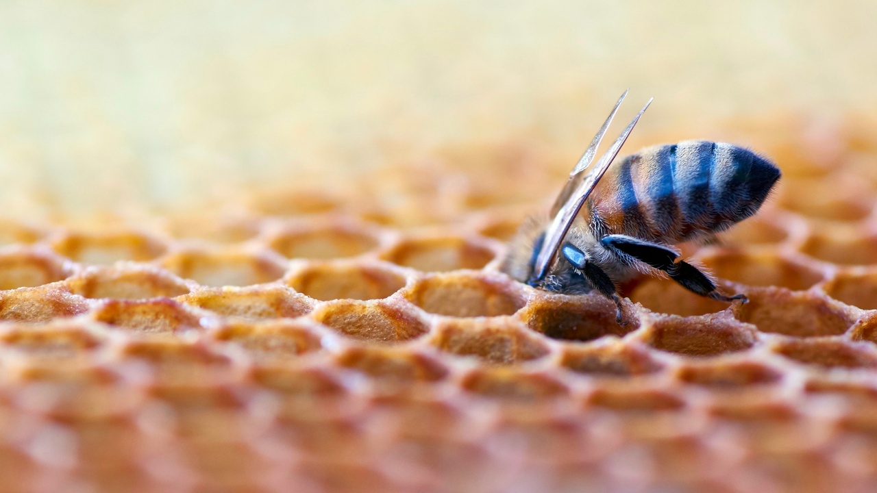 bee depositing pollen onto a honeycomb