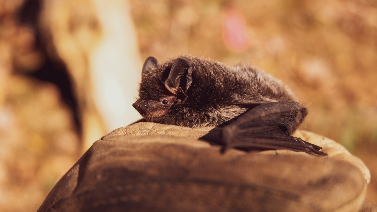 Baby bat