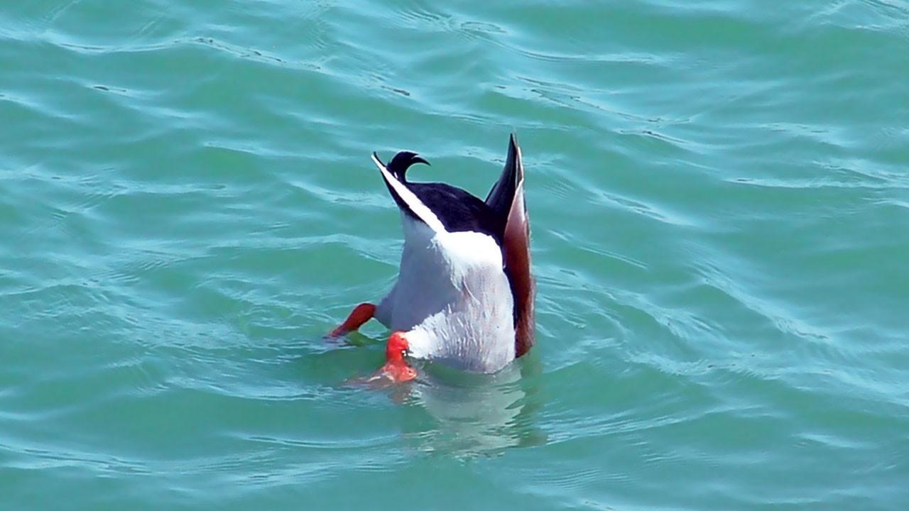 dunking duck