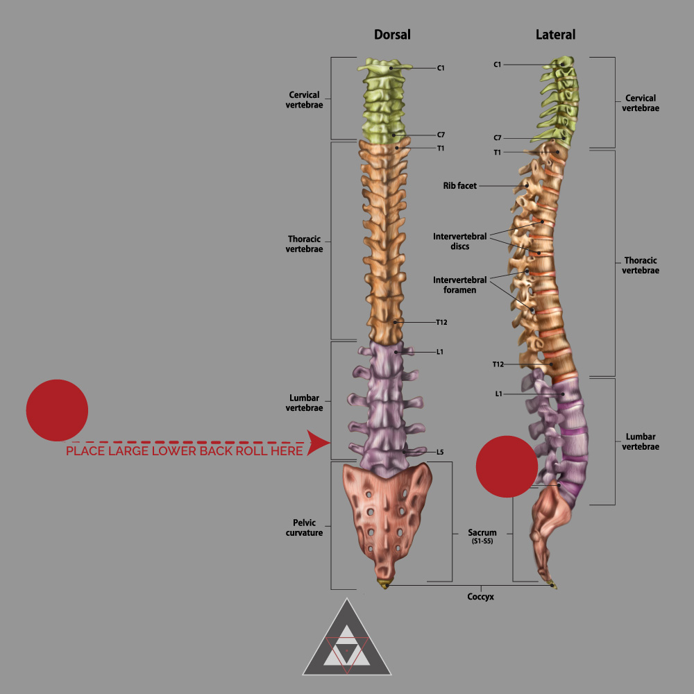 Anatomy Of Lower Back (Lumbar Spine) Pain - Spinomax