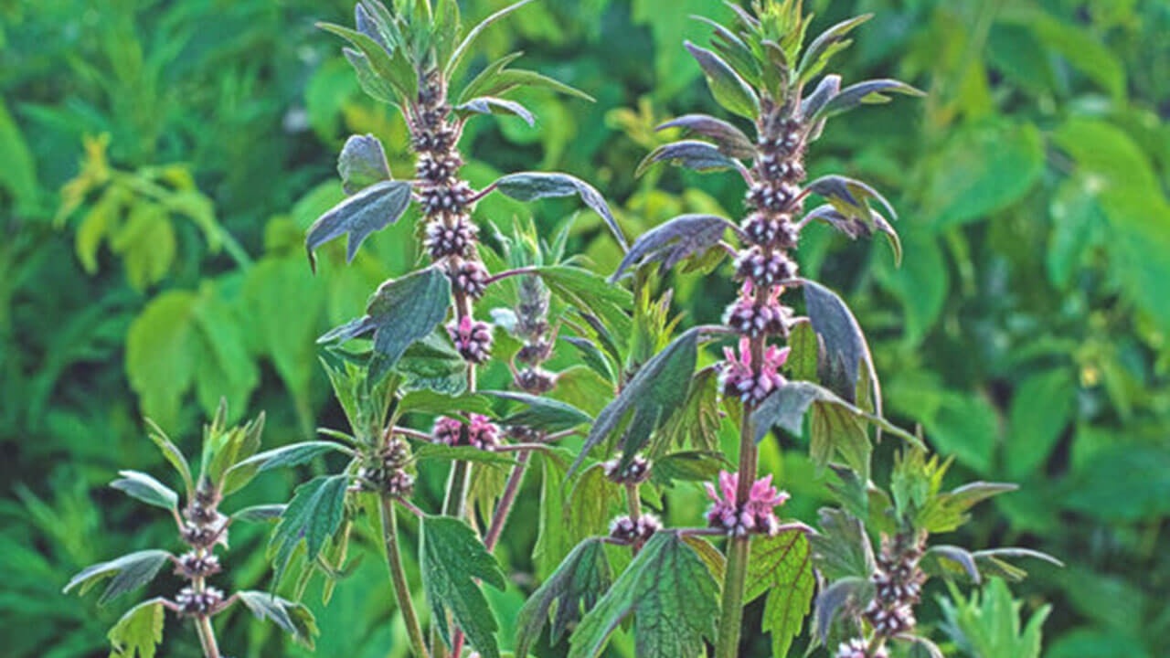 beautiful mint family flower offers motherwort benefits