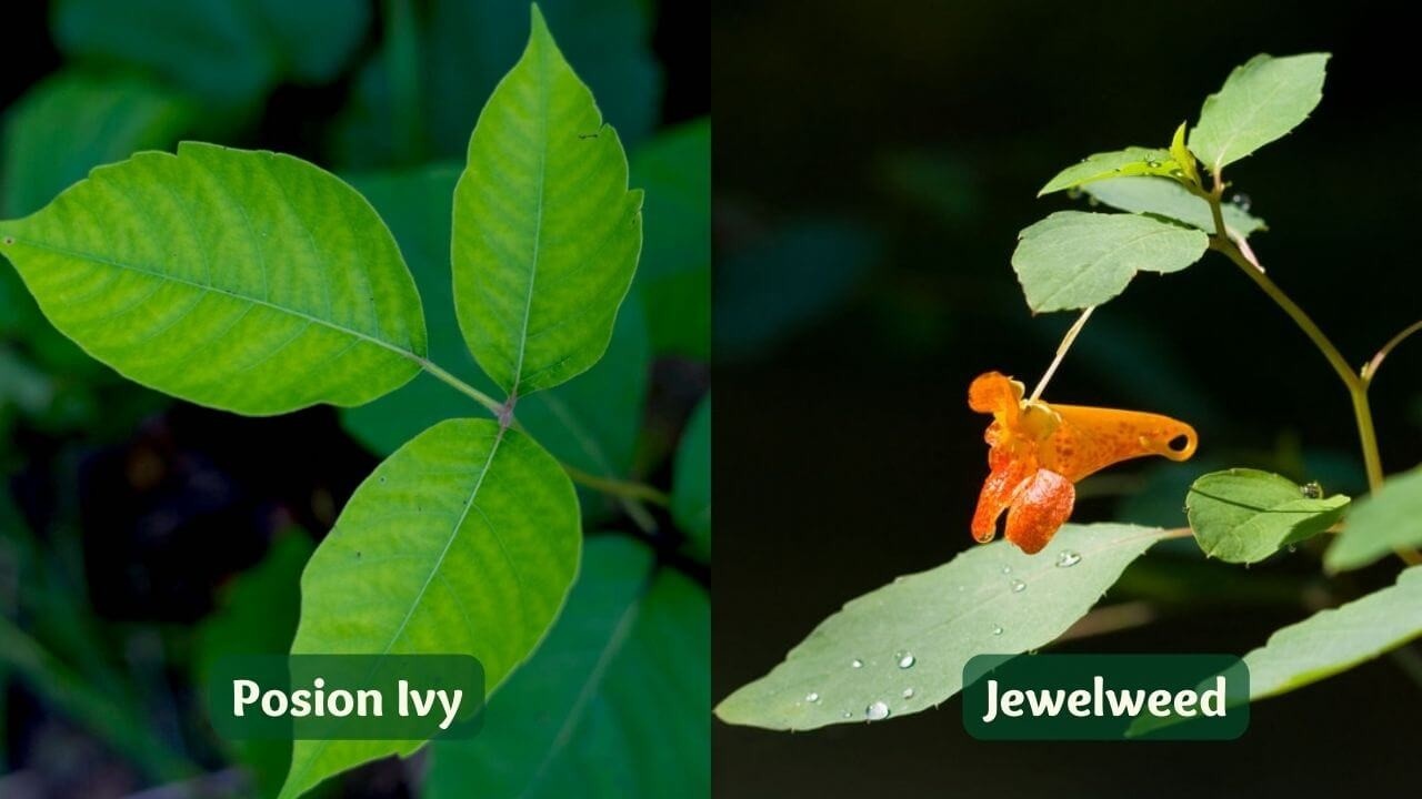 How To Identify Poison Ivy And Jewelweed A Natural Remedy   EhOaN7IbSxKwspqWf48X Poison Ivy Jewelweed 