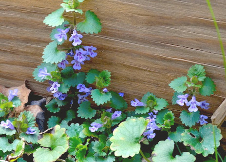 ground ivy climbing up a wooden wall