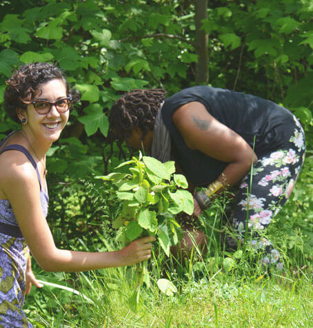 two women harvesting jewelweed