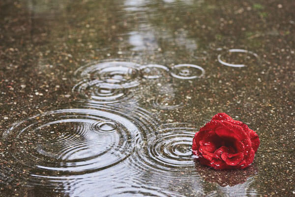 rose bloom in puddle