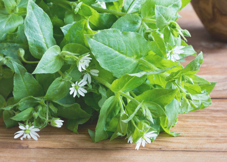 looking closely at chickweed leaves and flowers