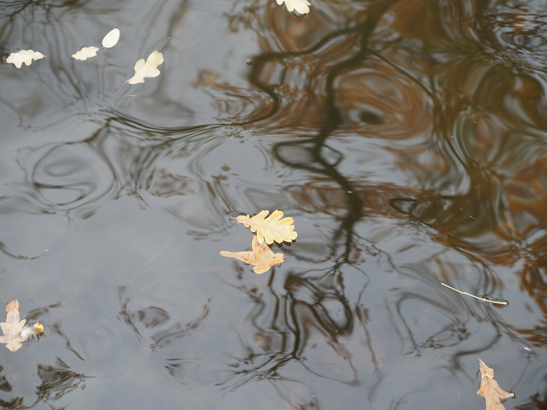 leaves on water symbolizing letting go in samhain ritual