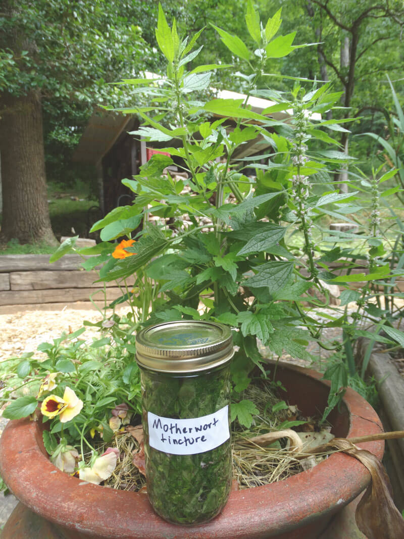 making motherwort tincture in a glass jar