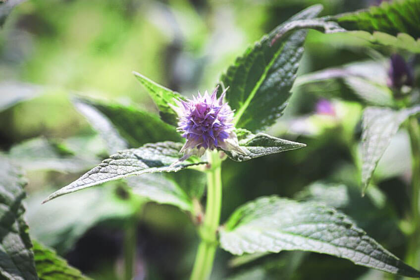 anise hyssop mint family plant