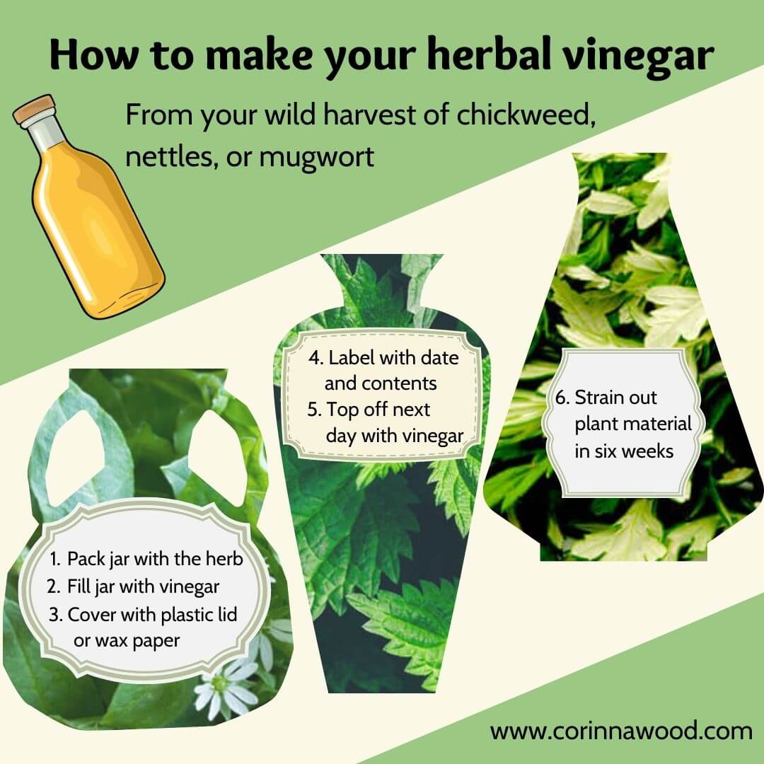 Making mineral-rich herbal extractions from wild plants with vinegar