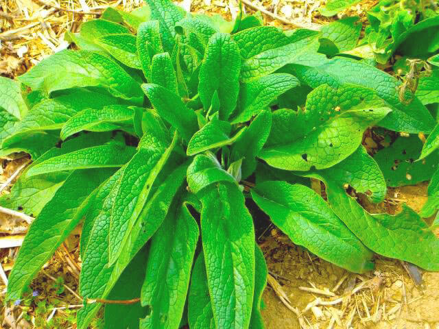 small comfrey plant