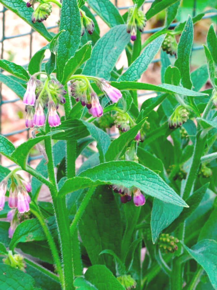 Comfrey — how to use medicinally the wise woman way