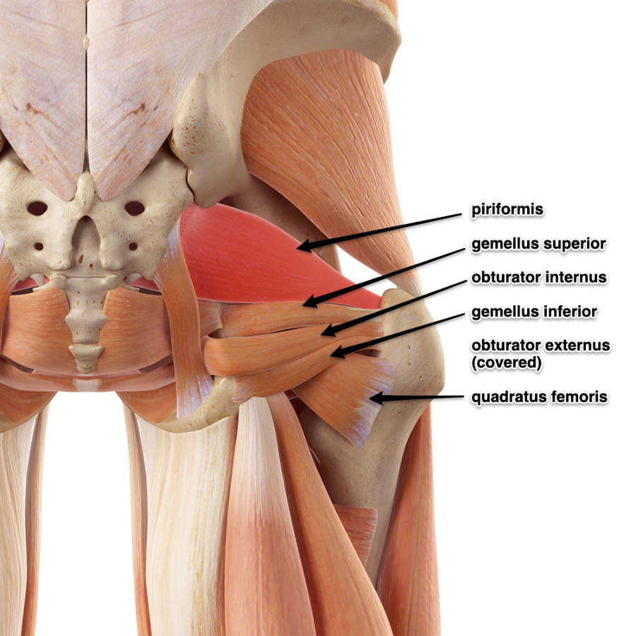 External rotation best sale of leg